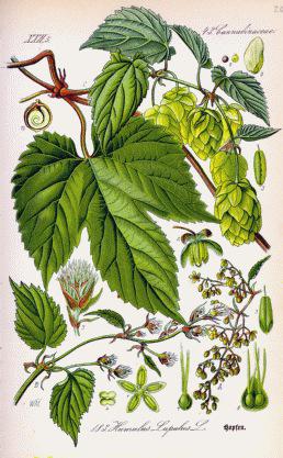 Fleur de Houblon – Humulus Lupulus