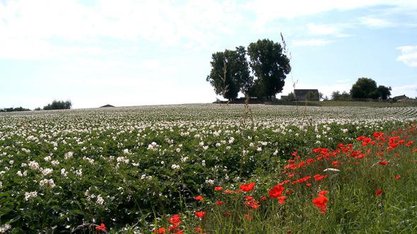 Champs de pommes de terre © Ooh ! Collective