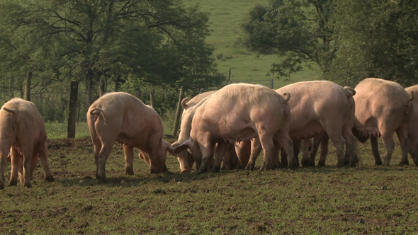 Cochons d’Ardenne © Ooh ! Collective