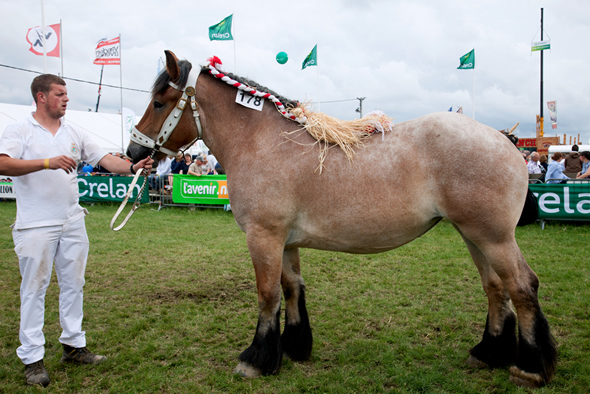 Cheval de trait ardennais © Jean-Pierre Ruelle 