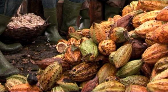 Cabosses et fèves en Côte d'Ivoire© Ooh ! Collective 