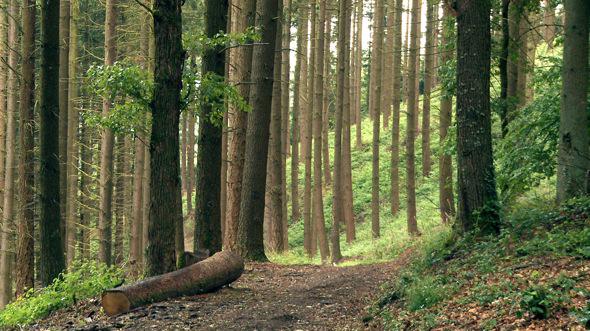 Sentier dans le bois Saint-Thibaut © Ooh ! Collective